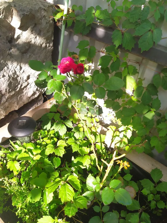 Комфортная квартира-студия с балкончиком в центре Алупки у дворца