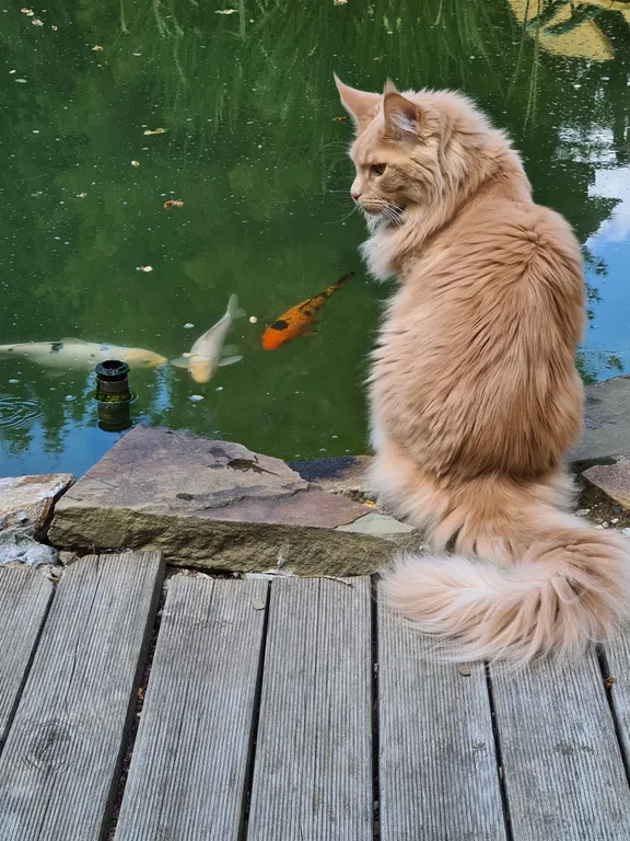 Коттедж Двухместный домик — Минск