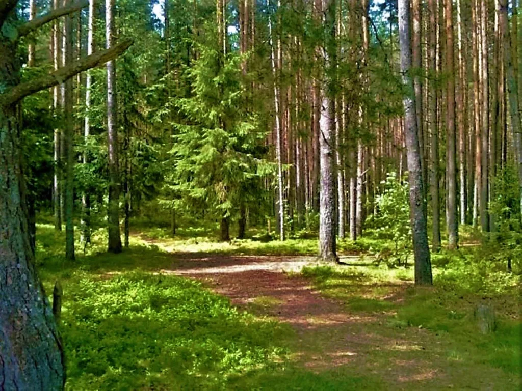 Коттедж Дом в турбазе Чайка, у озера в сосновом бору - Селигерский край — Турбаза Чайка
