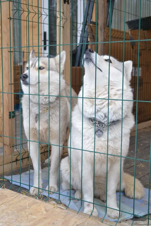Дом O'Pushka space в березовом лесу