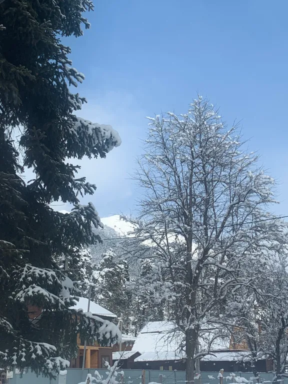 Домик в сосновом бору с видом на горы и лес