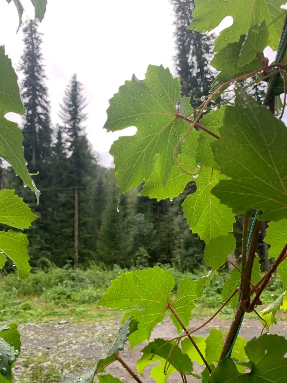 Дом на Алтае рядом с горами и рекой Бия