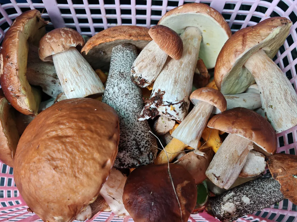 Коттедж Номер на Селигере у озера в сосновом бору — Турбаза Чайка