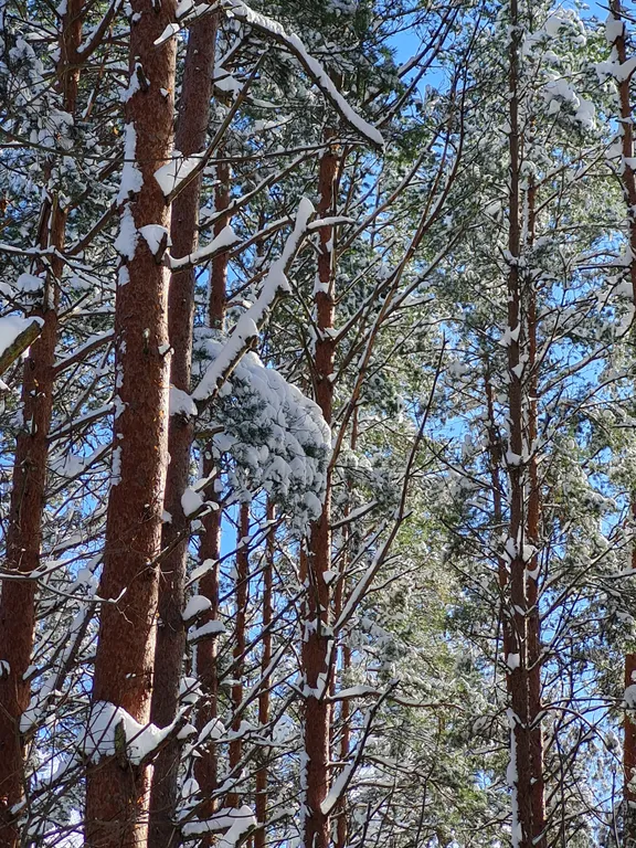 Коттедж Коттеджи у озера — Луга