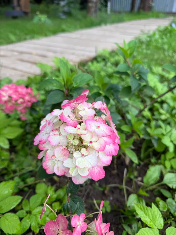 Дом в сосновом лесу