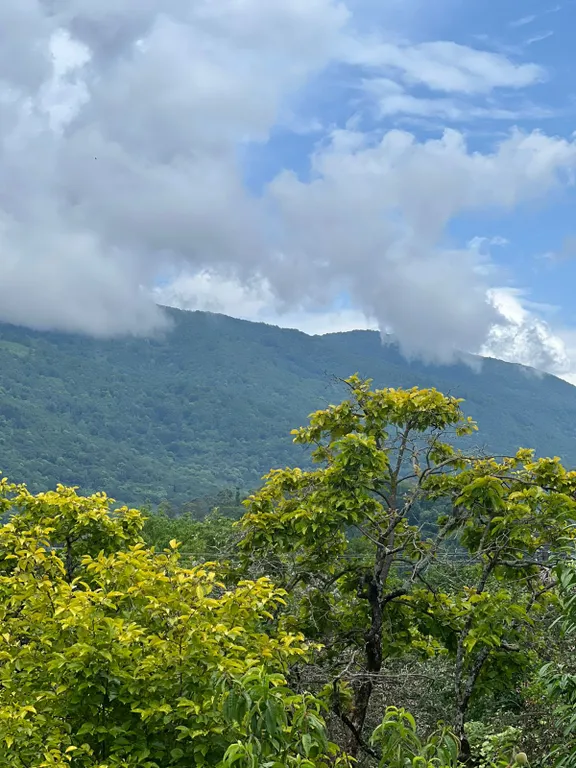 Коттедж Уютный домик с приусадебным участком — Гагра