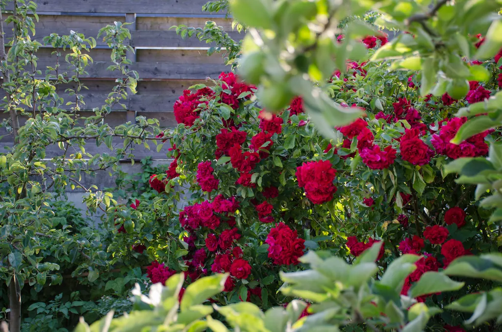 Уютная квартира с собственным садом