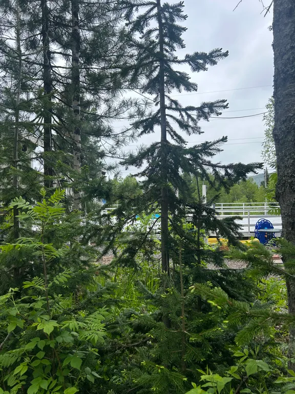 Барн хаус с видом на лес и горы