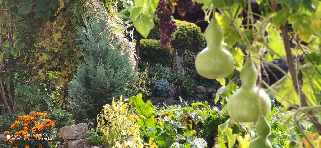 Студия в тенистом саду