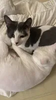 Яна