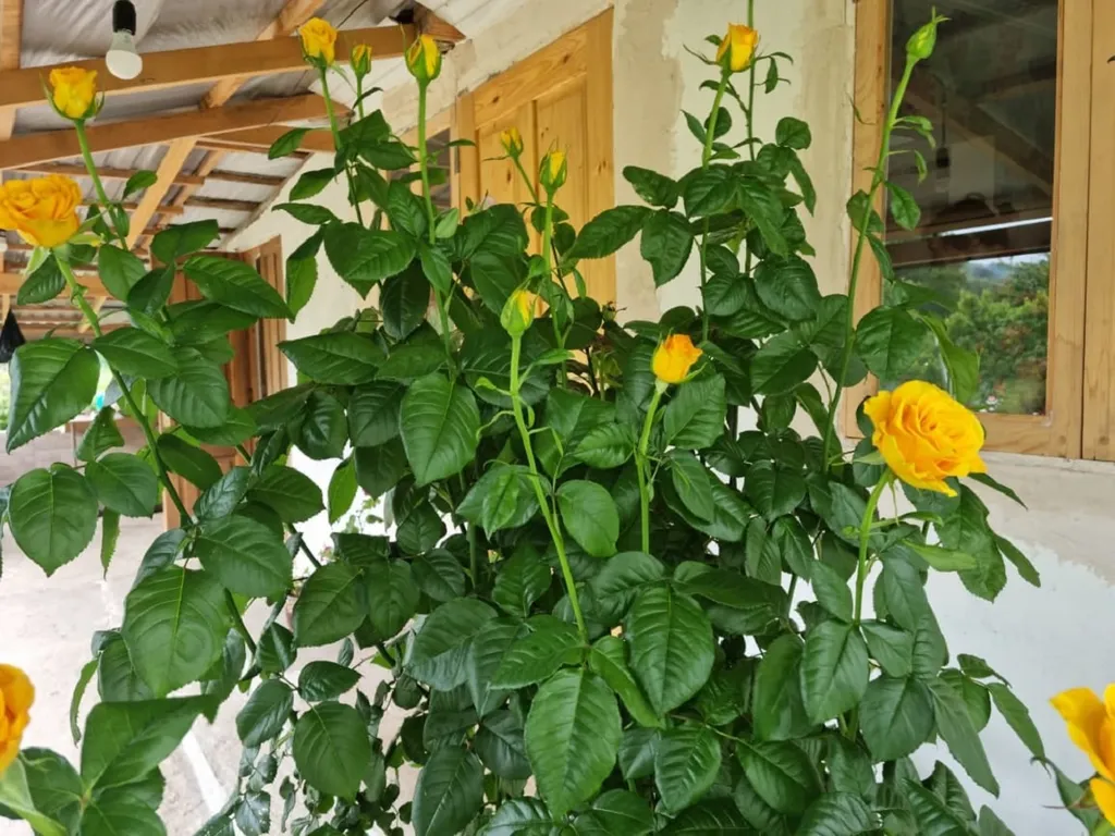 Дом для спокойного отдыха