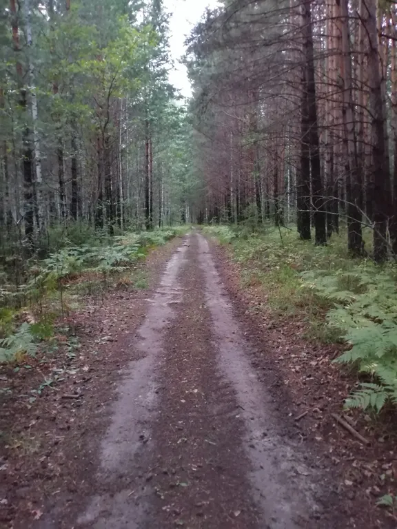 Коттедж Дом у живописного леса, на берегу ручья. — Ушакова