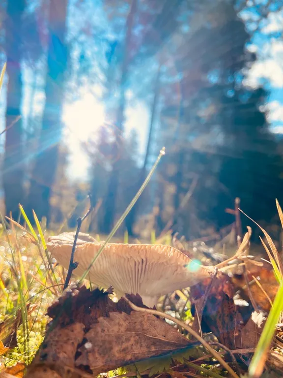 Коттедж Атмосферный домик с мангалом в горах — Архыз