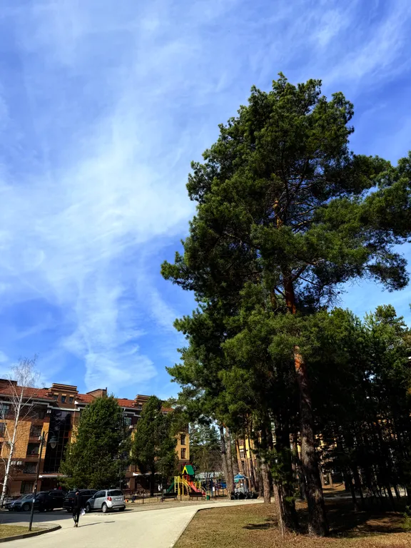 Апартамент в сосновом лесу