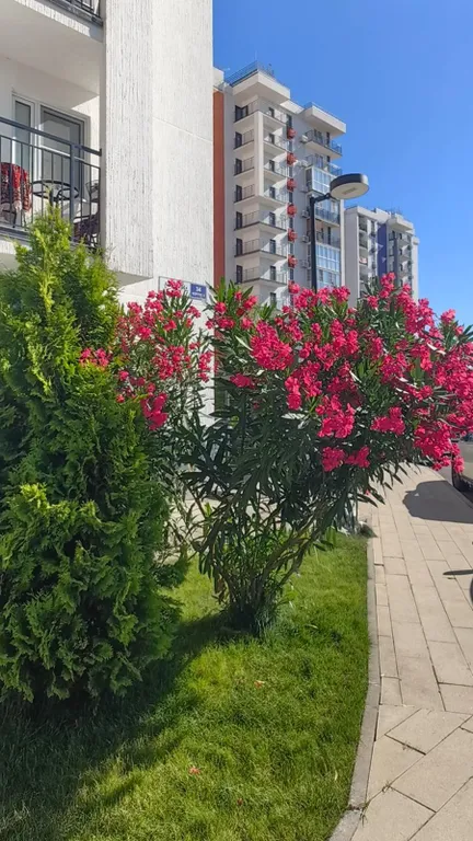 Квартира Квартира ЖК Фрукты Виноград 1035 — Сириус