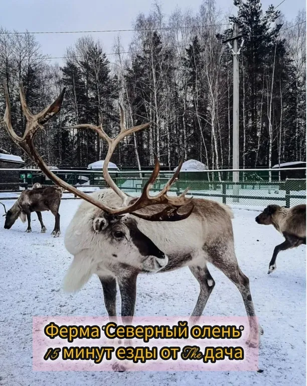 Уютный дом с баней и сибирским чаном