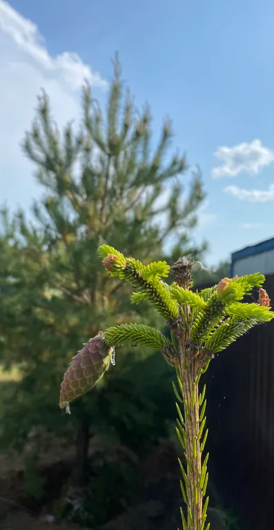 Коттедж Дом с баней и Сибирским чаном у леса и озера — Семеновское
