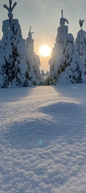 Утро в сосновом бору у озера