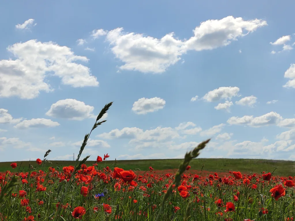 Агроусадьба в хуторской тиши с камином, сеновалом и сном на пчелах