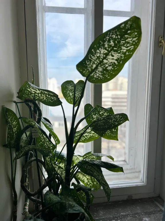 Квартира Комната — Москва