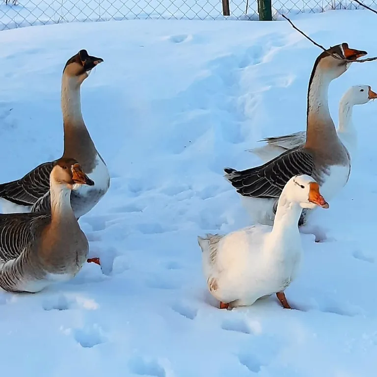 Усадьба Береговая