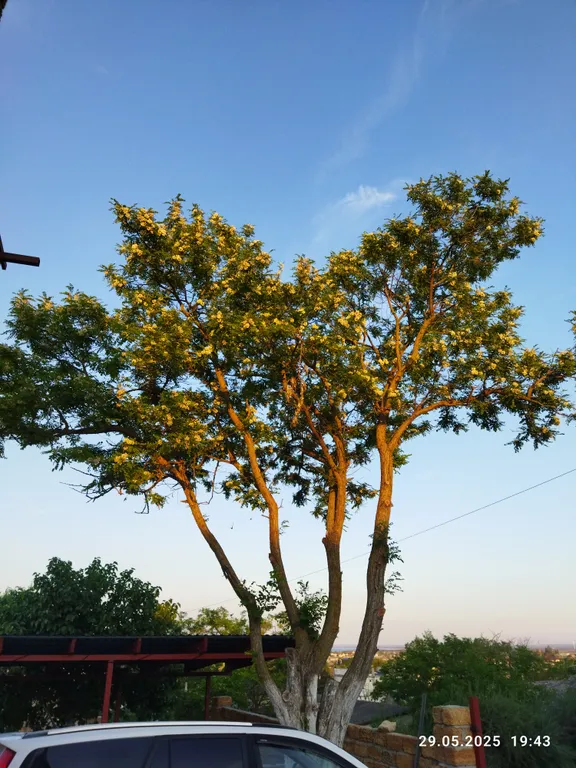 Ракушка Казантипа