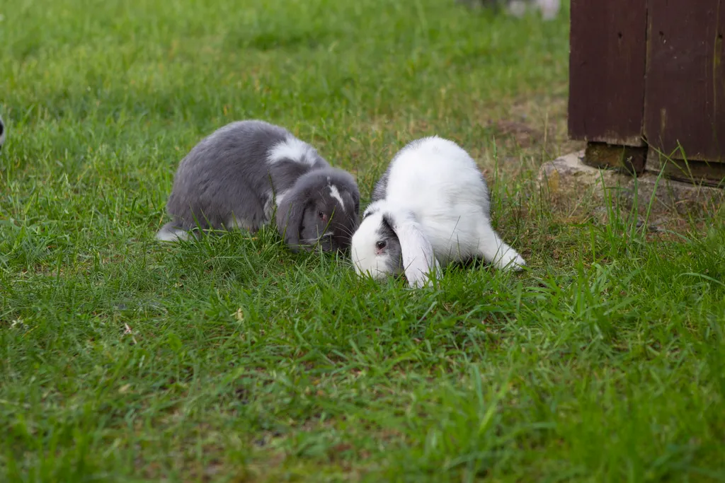 Вилла в Беларуси на озере Мядель