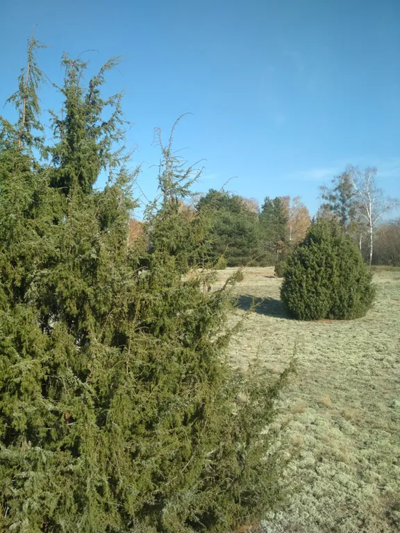 Шале Можжевеловое