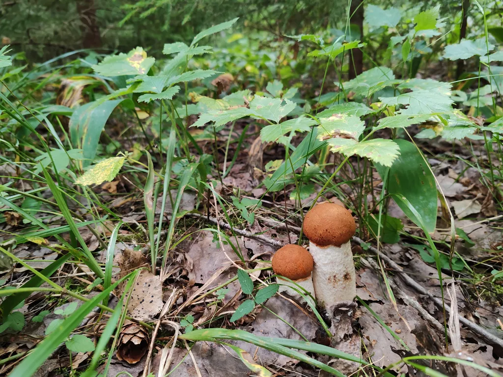 Дом Ярвиранта на берегу озера