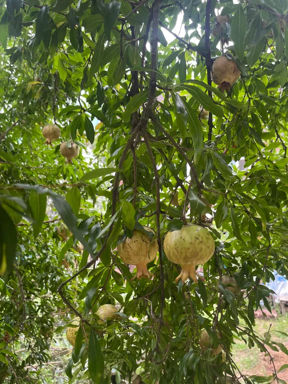 Квартира Квартира Апартамент Марион — Адлер