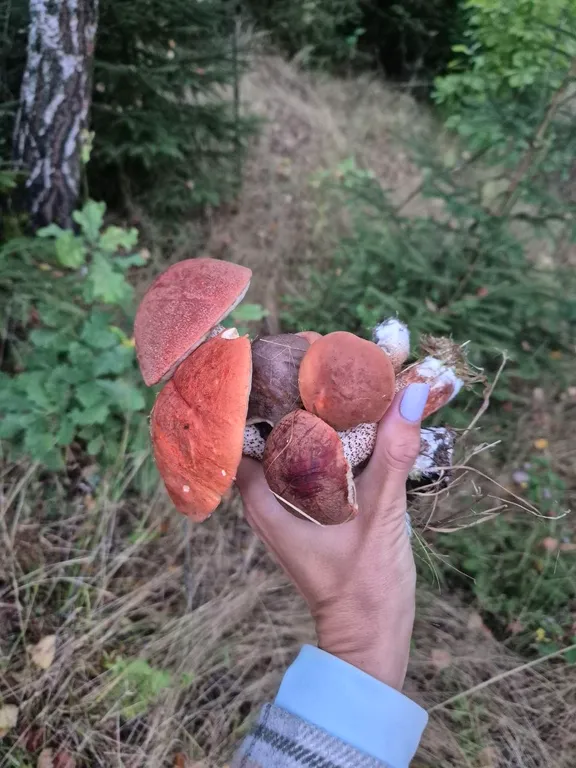 Дом и баня в окружении сказочного леса