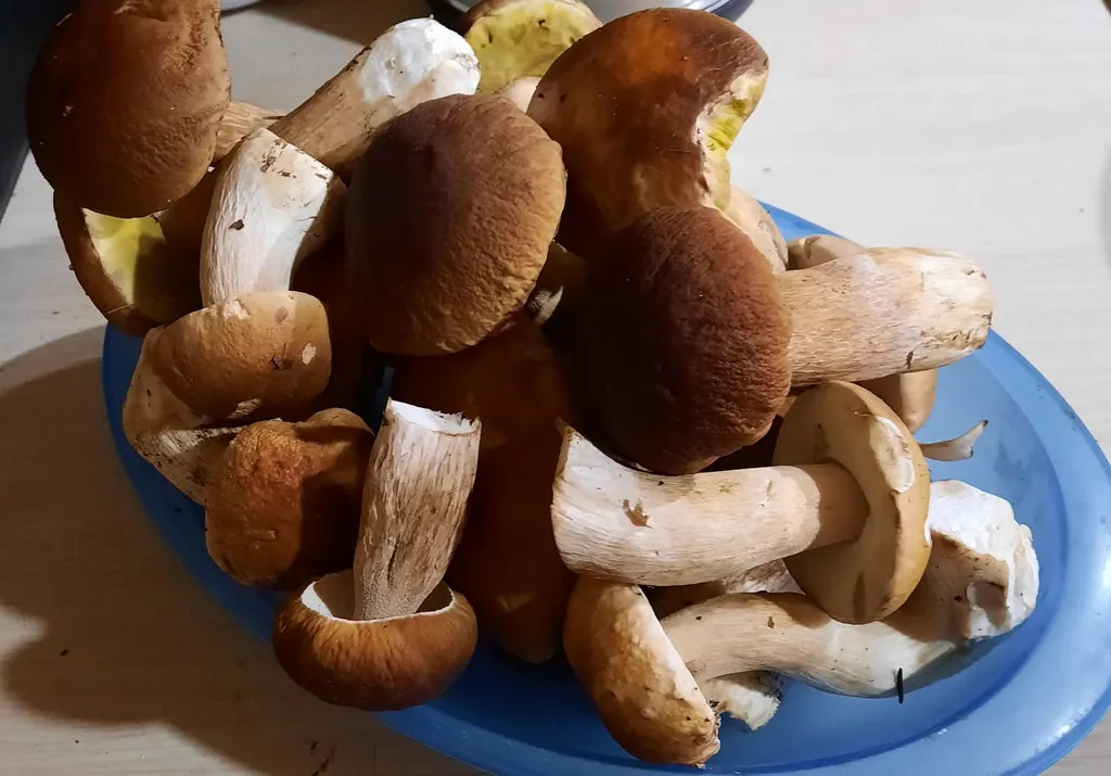 Уютный домик на берегу озера Себеж