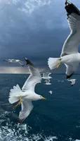 Таша
