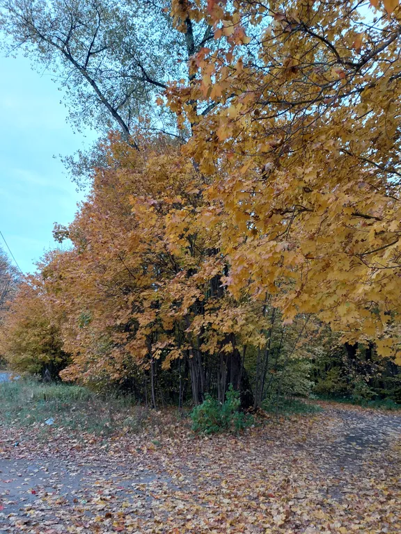 Уютный домик в заповедном лесу
