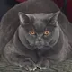 Оксана