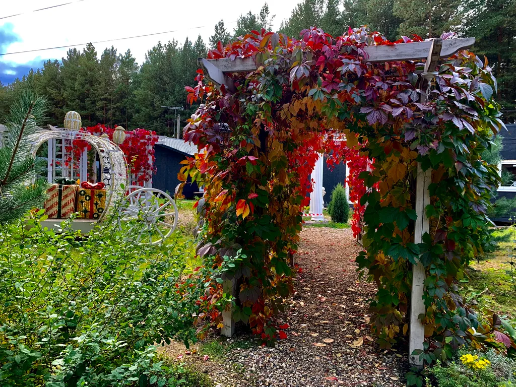 Дом в сосновом бору