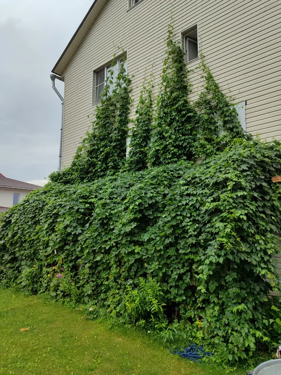 Квартира 1-комнатная Квартира — Ульяновка