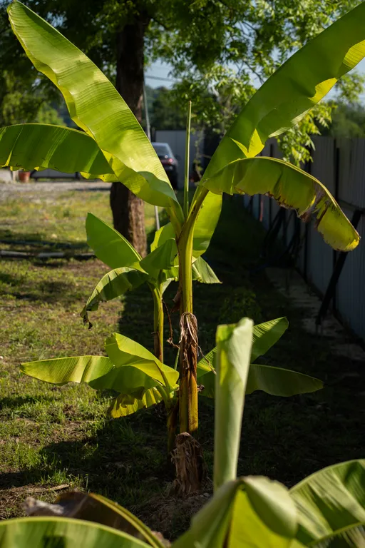 Коттедж 1-комнатный Дом — Сухум
