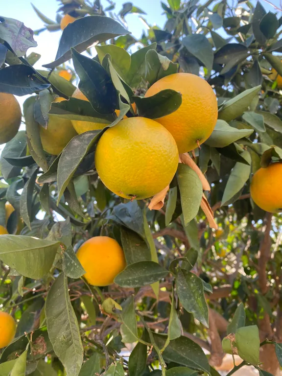 Апартаменты в 150 метрах от моря