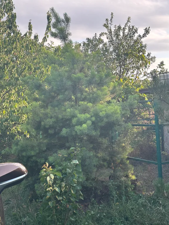 Уютный домик рядом с садом, хвойными деревьями, рядом с тц