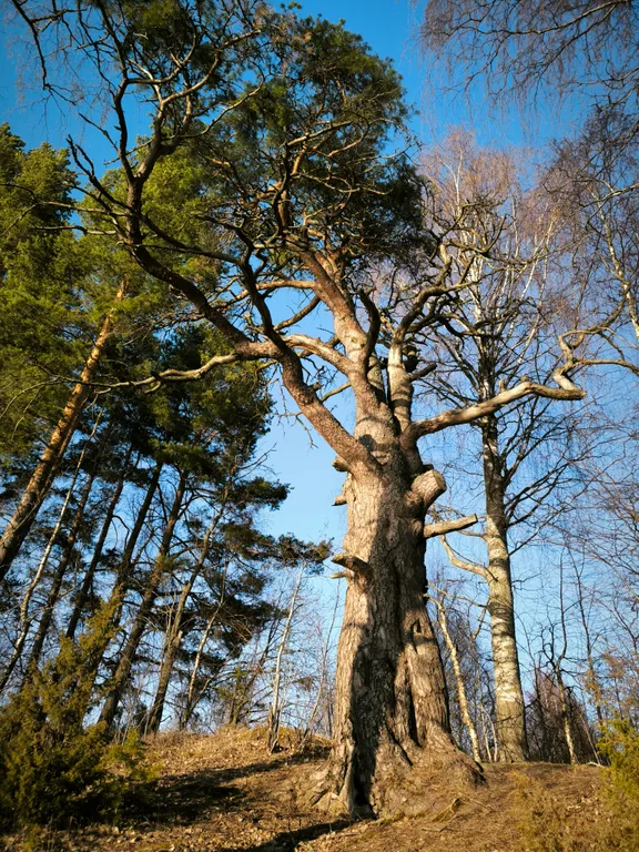 Таунхаус на озере Шотозеро