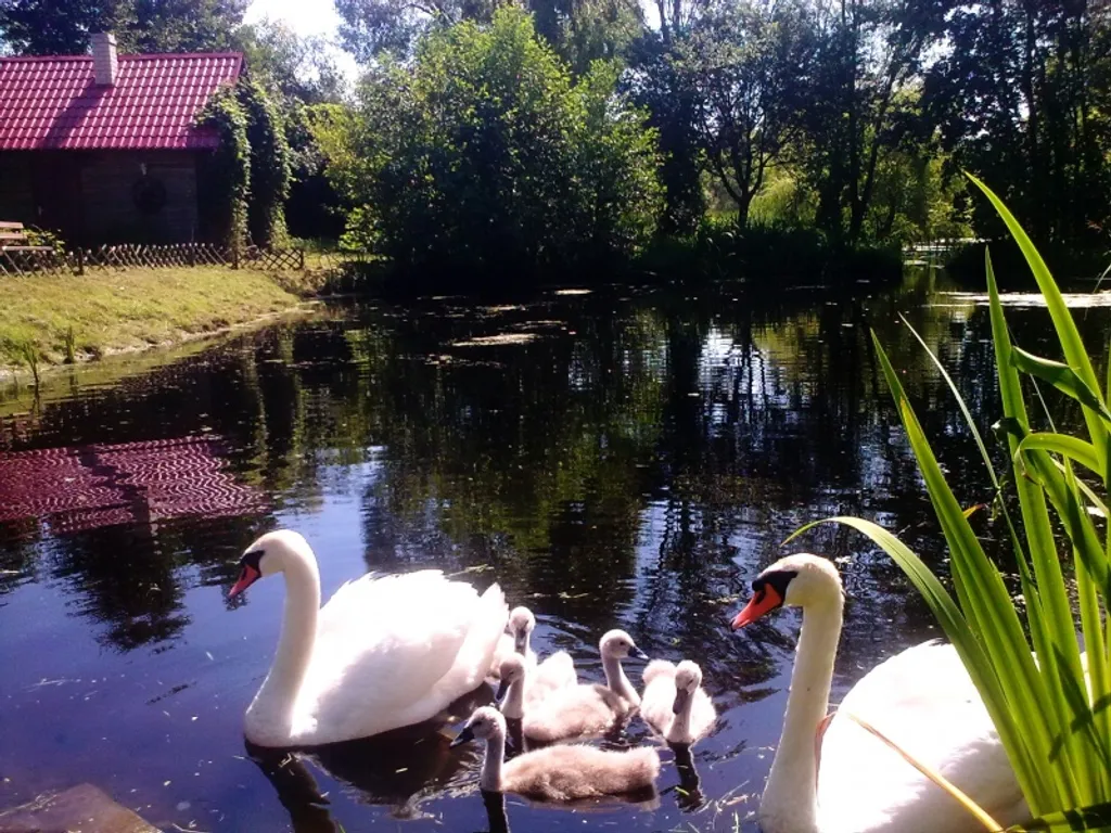 Усадьба Олизаров Став, недалеко от Бреста, Беловежской Пущи