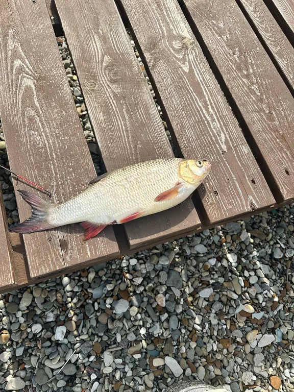 Уютный дом у реки с мангалом