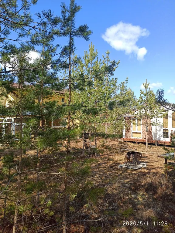 Бунгало в соснах