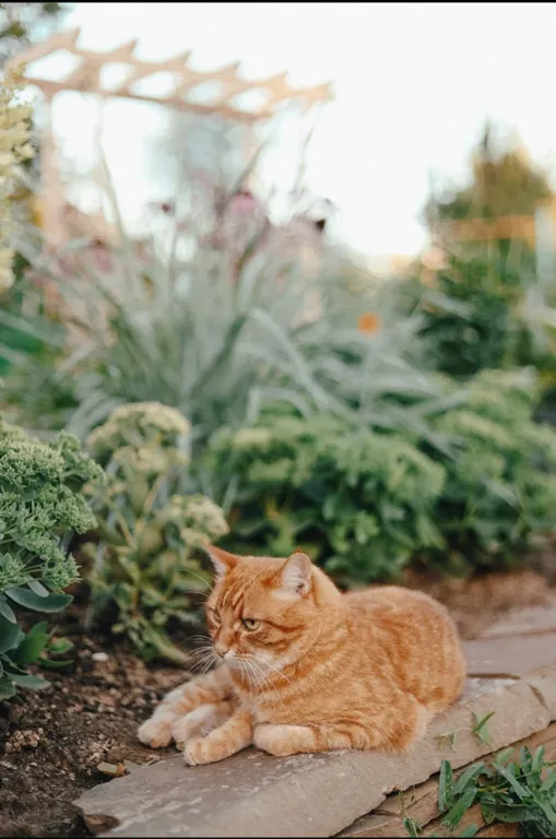 Деревенский домик