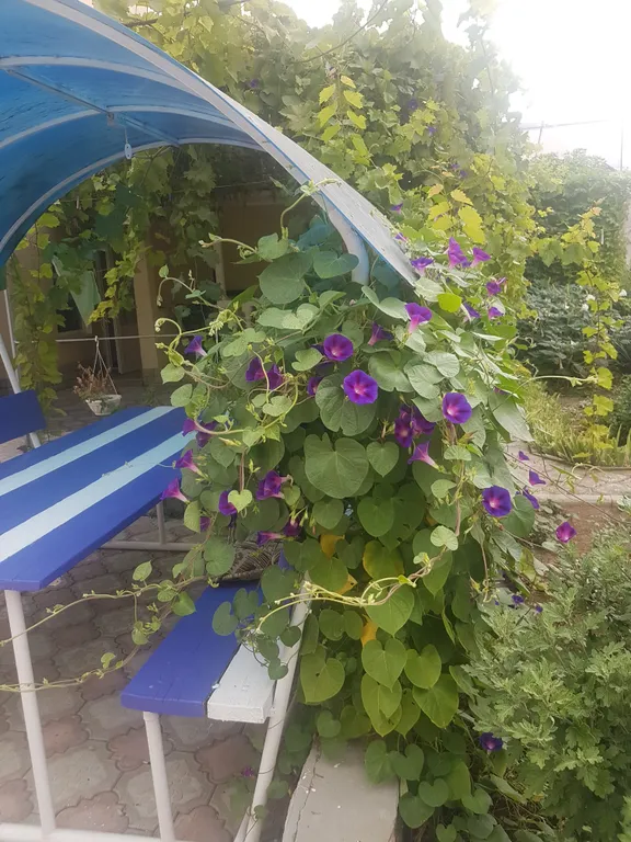 Отдых  в Евпатории,  в частном секторе.