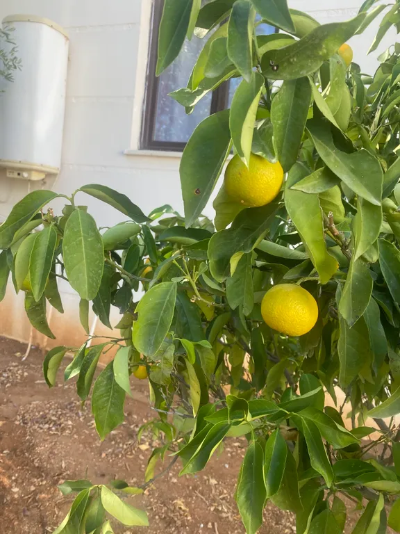 Апартаменты в 150 метрах от моря