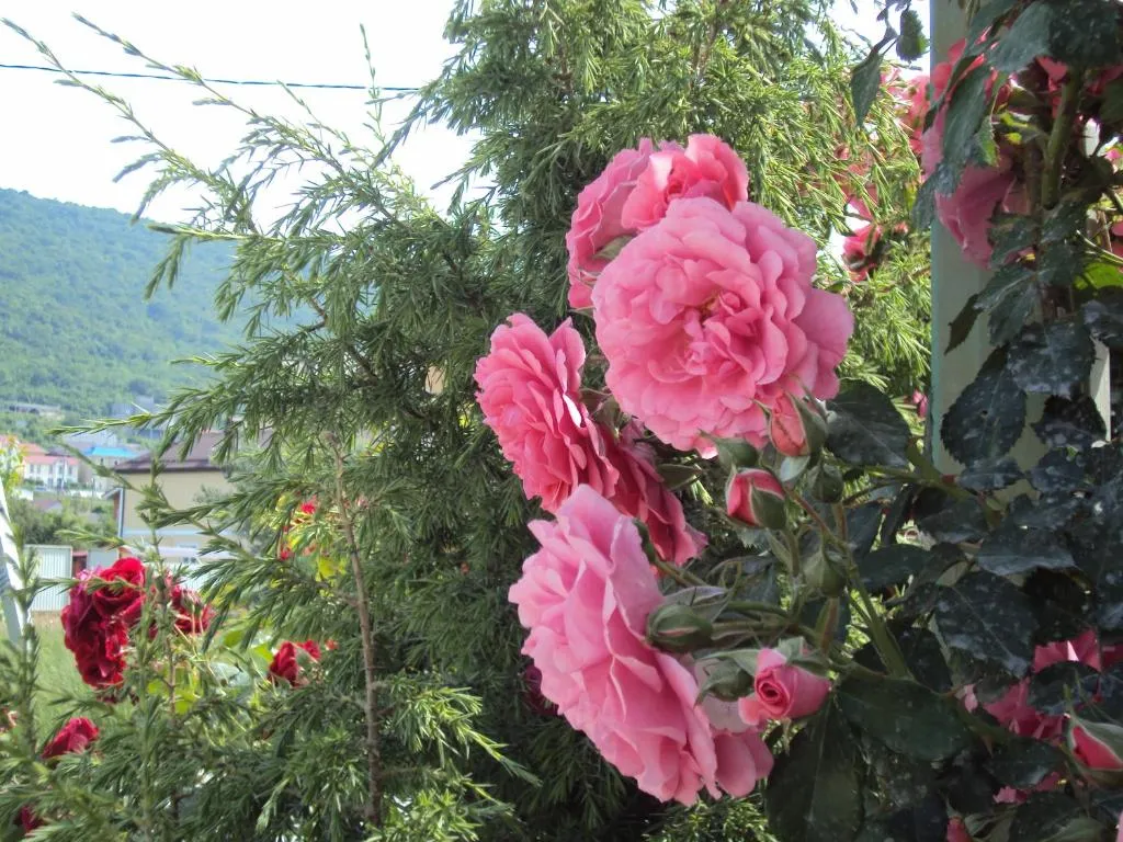 Квартира у моря