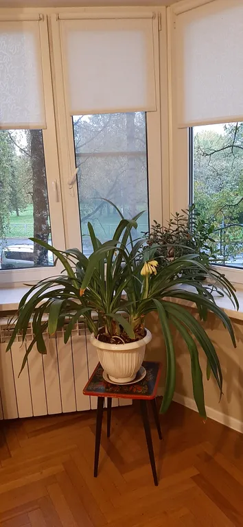 Уютная квартира в центре Петергофа с видом на сквер и пруд