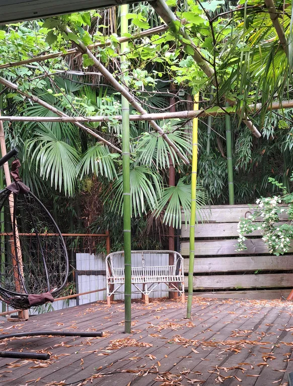 Дом в бамбуках в 500 метрах от моря